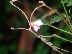 Pullenia gunnii