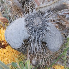 Banksia candolleana