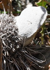 Banksia candolleana