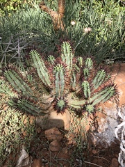 Euphorbia stellispina