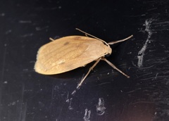 Paralithosia shaowuica