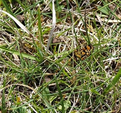 Eurranthis plummistaria