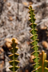 Banksia candolleana