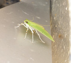 Parotis punctiferalis