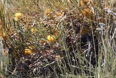 Banksia candolleana