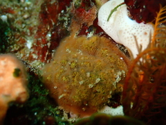 Calyptotheca