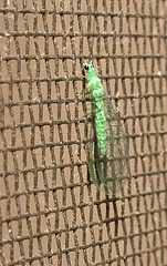 Mallada tripunctatus