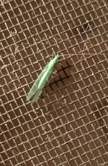 Mallada tripunctatus