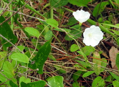 Stylisma humistrata