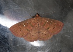 Sarobides inconclusa