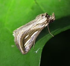 Schistorhynx argentistriga