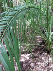 Phoenix canariensis image