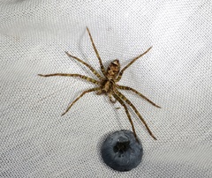 Heteropoda amphora
