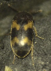 Mycetophagidae