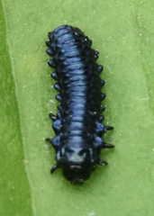 Trirhabda canadensis