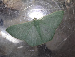 Thalassodes immissaria