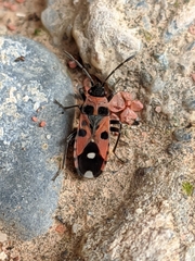 Horvathiolus superbus