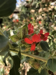 Petalidium coccineum