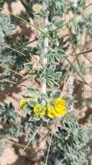 Medicago marina