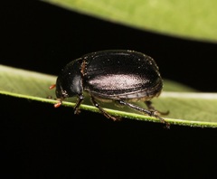 Apogonia cribricollis