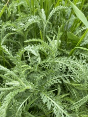 Achillea nobilis