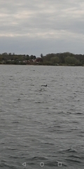 Delphinoidea