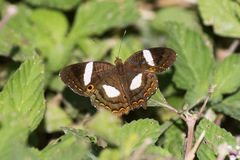 Anartia chrysopelea