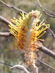 Grevillea eriostachya
