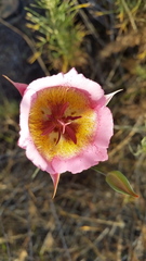 Calochortus plummerae