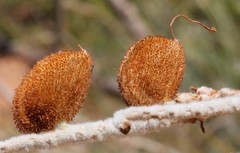 Grevillea eriostachya