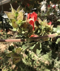 Petalidium coccineum