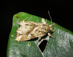 Callopistria flavitincta
