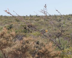 Grevillea eriostachya