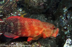 Cephalopholis urodeta