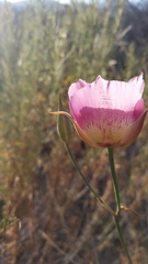 Calochortus plummerae