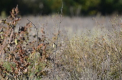 Cisticola juncidis