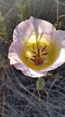 Calochortus plummerae