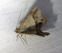 Chiasmia monticolaria