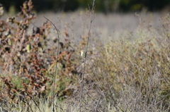 Cisticola juncidis