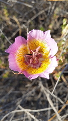 Calochortus plummerae
