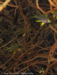 Amblyglyphidodon aureus