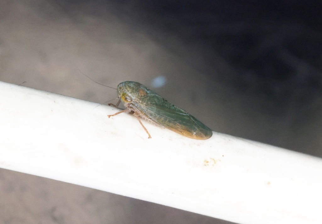 Bhattida Insect Bhatia from 香港大埔滘 on April 29, 2022 at 07:56 PM by sk2 · iNaturalist