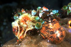 Spirobranchus corniculatus