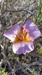 Calochortus plummerae