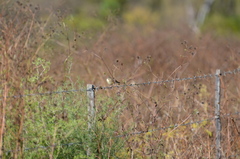 Cisticola juncidis