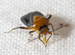 Neocapsus cuneatus