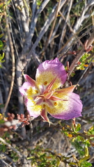 Calochortus plummerae