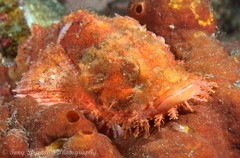 Scorpaenopsis oxycephalus