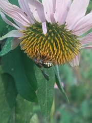 Dianthidium