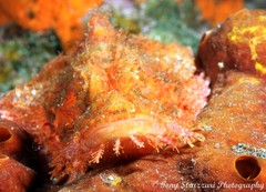 Scorpaenopsis oxycephalus